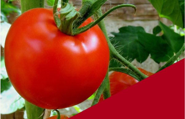 Lesbrief MTA - Tomatenverpakkingsmachine